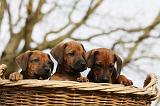 RODESIAN RIDGEBACK 214